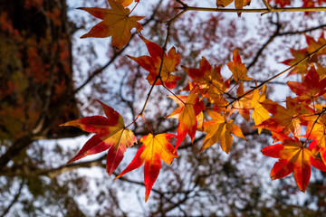 紅葉　モミジ　葉　秋