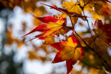 紅葉　モミジ　葉　秋