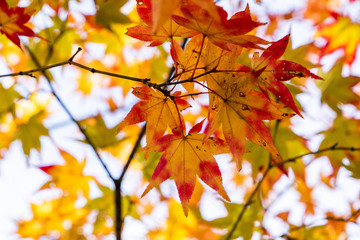 紅葉　モミジ　葉　秋