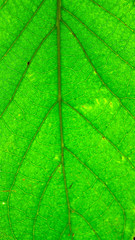 Avocado leaves isolated on a white background     