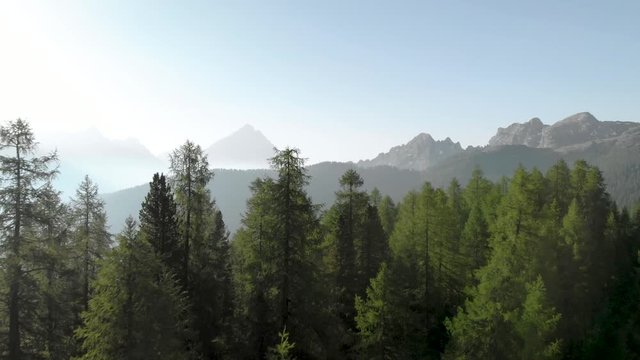 Drone aerial flying above mountain pine forest near Croda da Lago Federa in Dolomites Italy at sunrise. Hiking nature epic landscape in South Tyrol. European Alps wanderlust.