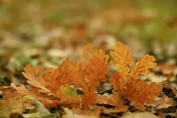 autumn landscape background with yellow leaves / sunny autumn day, the sun's rays at sunset in a beautiful yellow forest, fallen leaves, fall