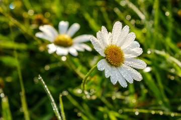 Field daisies covered with dew drops.