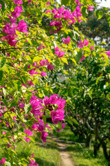 Bougainvillea on sunny day with old trees in background, Tha Ton, Thailand