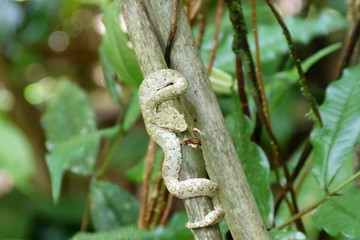 White Eyelashed-Pit-Viper in Costa Rica