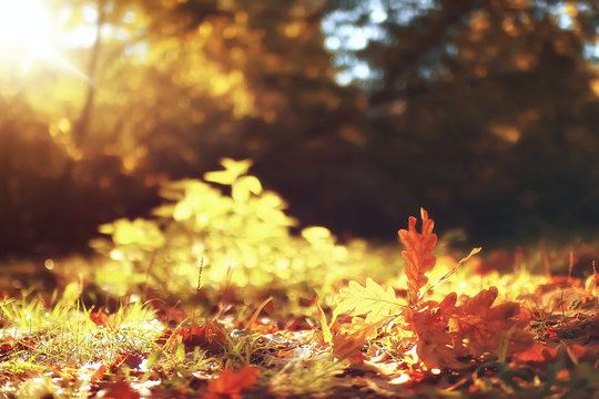 fall wet leaves background / autumn background, yellow leaves fallen from the trees, fall of the leaves, autumn park