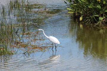 big white bird in the swamp of Florida