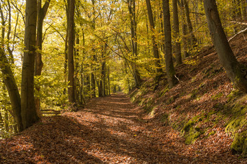 Obraz premium Hiking path in golden autumn light in a german forest, idea location for outdoor nature activities