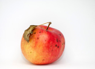 Organic Red with a yellow apple with dried leaves in the fall, on a white background.