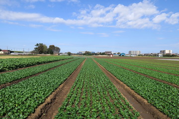 Fototapeta na wymiar 秋の郊外の小松菜畑風景