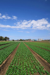 Fototapeta na wymiar 秋の郊外の小松菜畑風景