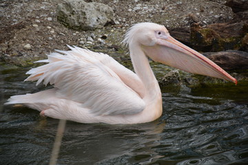 pelican