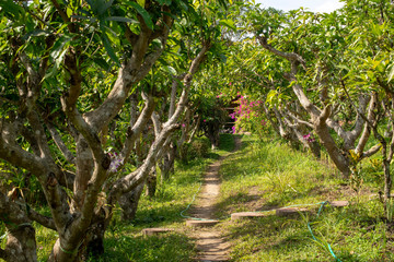 Path through old orchard, Tha Ton, Thailand