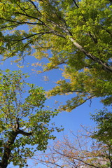 公園の欅の木とユリノキと青空