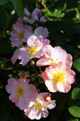 Rosa chinensis or chinese rose pink flowers vertical