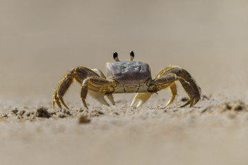Ghost crab on sand at beach near ocean 