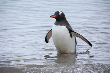 Naklejka premium manchot antarctique sortant de l'eau