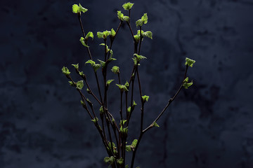 small branches with buds leaves / spring background, concept freshness botany youth