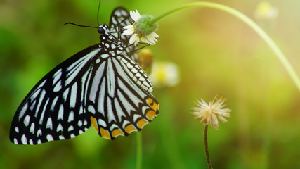 Black/white butterfly are finding for nectar from flowers with sunset in evening