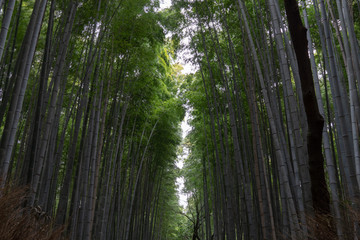 Fototapeta premium Arashiyama Bamboo Forest Kyoto, Japan