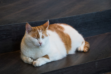 A cute red and white fat cat is resting