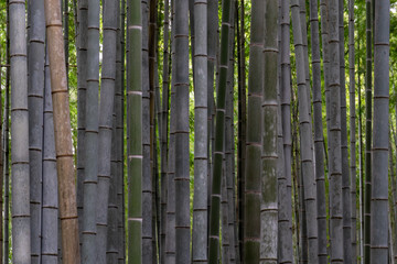 Fototapeta premium Arashiyama Bamboo Forest Kyoto, Japan