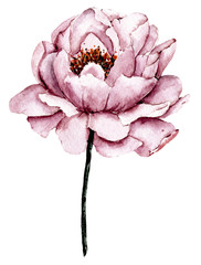 Dusty pink flower peony watercolor, floral clip art. Perfectly for printing design on invitations, cards, wall art and other. Isolated on white background. Hand painting.  © Larisa