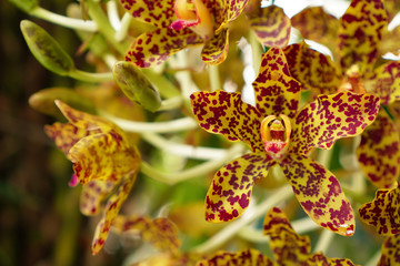 Beautiful Tiger orchid flower with several names such as Leopard flower ,Grammatophyllum speciosum orchid Giant orchid, Sugar Cane orchid or Queen of the orchids © Chalinee