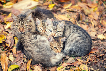 Funny pets. Cat family. Mom cat with little kittens lying on the street on the fallen leaves in the autumn garden