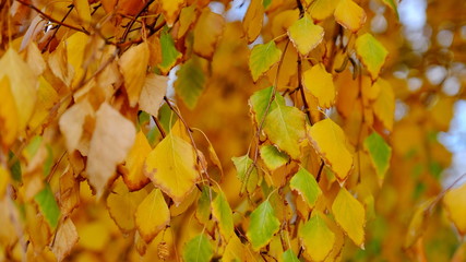  Leaves of plants in the fall. Bright sheet background for design.