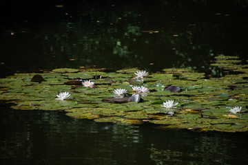 Seerosen im Waldteich