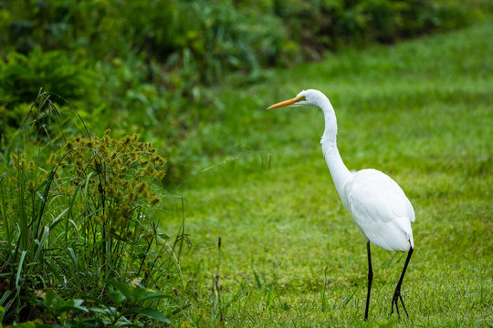 White egret bird walks through a green field next to a stream