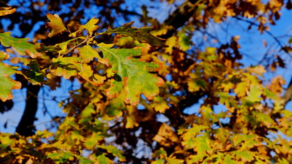  Leaves of plants in the fall. Bright sheet background for design.