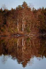 Spiegelung von Baum im See
