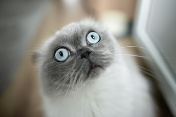 funny cat looking surprised 