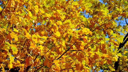  Leaves of plants in the fall. Bright sheet background for design.