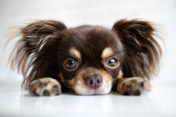 chihuahua dog portrait lying down