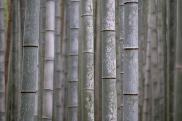 Arashiyama Bamboo Forest Kyoto, Japan