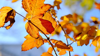 Naklejka na ściany i meble Leaves of plants in the fall. Bright sheet background for design.