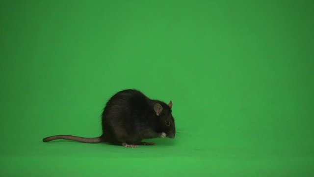 rat washing on a green screen