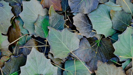  Leaves of plants in the fall. Bright sheet background for design.