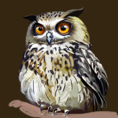 Owl