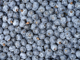 Background of fresh ripe blueberries. Close-up.