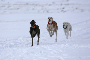 Three dogs of the Kazakh Greyhound breed chasing a hare while hunting in the steppes of Kazakhstan