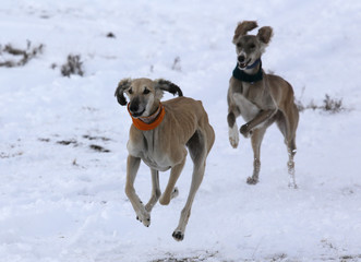 Two dogs chase a hare while hunting in the steppes of Kazakhstan