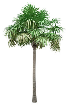 thatch palm tree isolated on white background