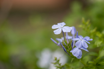 Cape Leadwort flower is very beautiful in the morning, scientific name is Plumbagoauriculata, flowers in the garden