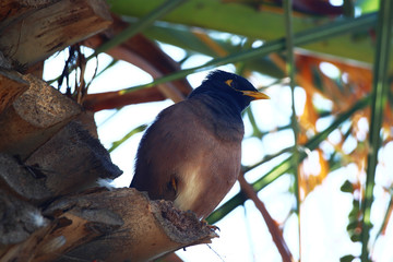 An Indian myna (Acridotheres tristis) perched under the canopy of a palm tree