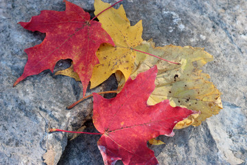 Red and Gold Maple Leaves