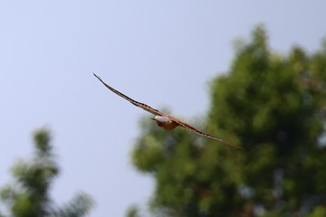A Eurasian kestrel  (Falco tinnunculus) in flight